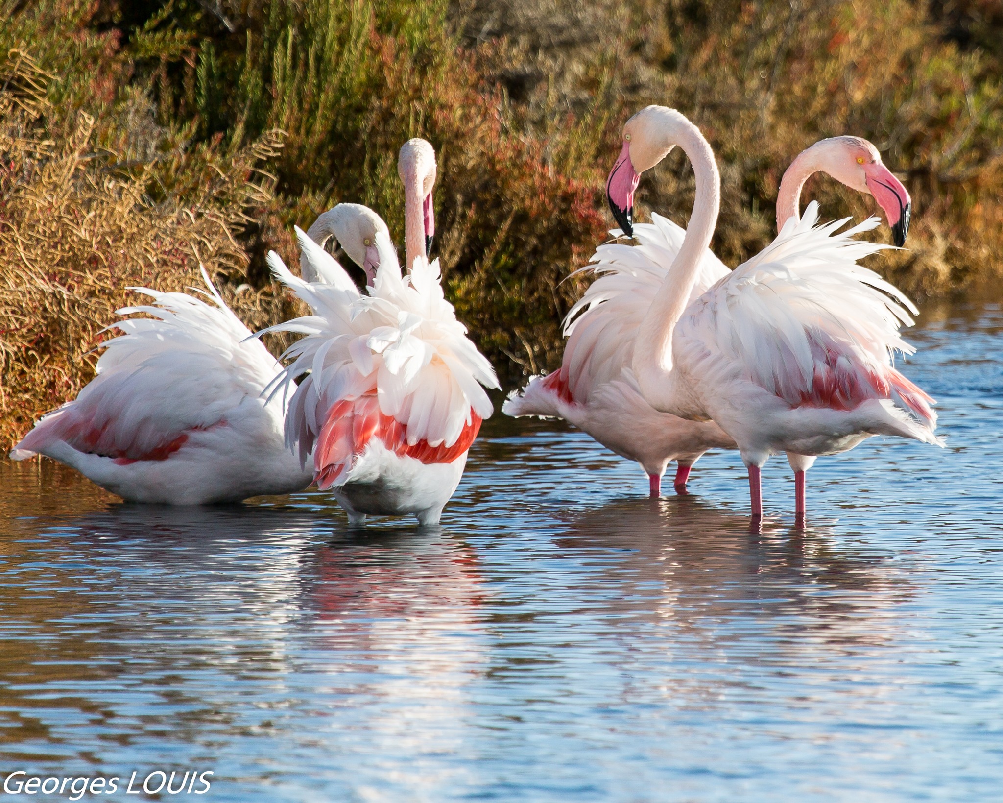 Vue sur les Flamants Rose des Salins